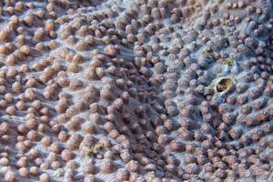 Hard coral macro detail while diving in Indonesia photo