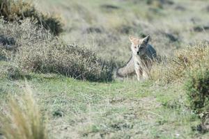 grey fox hunting on the grass photo