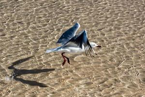 Seagull catching fish on crystal water photo