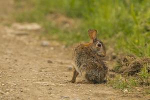 Isolated jack rabbit hare while looking at you photo