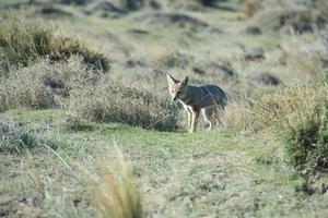 grey fox hunting on the grass photo