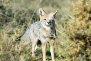 grey fox hunting on the grass photo