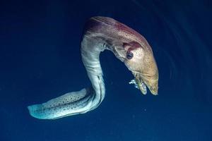 Eel mooray portrait in maldives photo