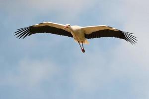 A stork fly to you in the deep blue sky background photo