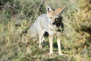 grey fox hunting on the grass photo