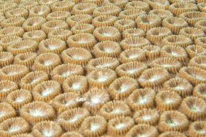 Hard coral macro detail while diving in Indonesia photo