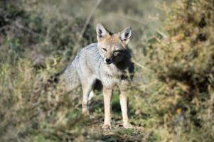 grey fox hunting on the grass photo