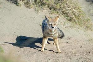 grey fox hunting on the grass photo