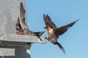 swallow swift on the deep blue cloudy sky photo