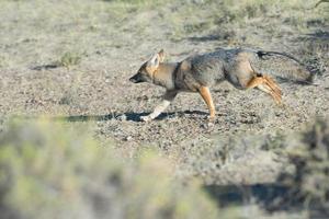 grey fox hunting on the grass photo