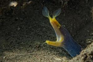 retrato de mooray de anguila amarilla y azul foto