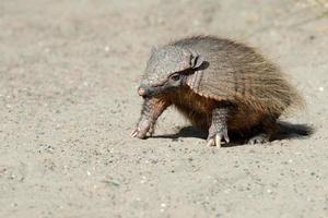 Sud America armadillo close up portrait photo