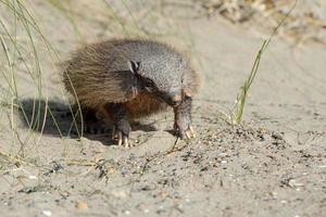 Sud America armadillo close up portrait photo