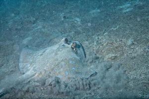 Blue Spotted ray close up eyes detail in Sipadan, Borneo, Malaysia photo