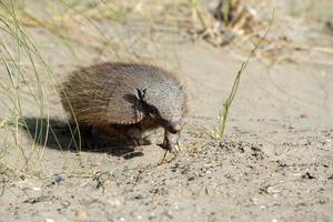 Sud America armadillo close up portrait photo