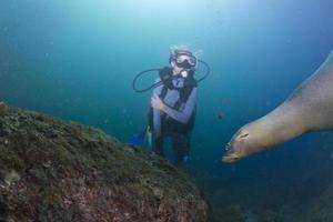 hermosa chica rubia y leones marinos bajo el agua foto