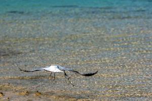 Seagull catching fish on crystal water photo