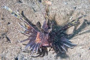 Scorpion Lion fish portrait photo