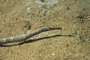 pipe fish on sand photo