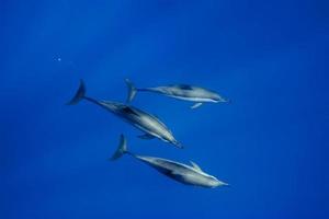 encuentro cercano submarino con delfines foto