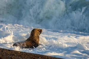 baby newborn sea lion on the beach in Patagonia photo