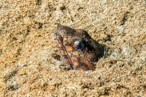 Wolf fish sea snake ready to attack in the night photo