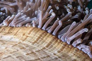 Anemone Tentacles in Raja Ampat photo