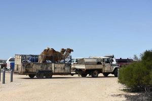 Camels on a truck at shark bay australia photo