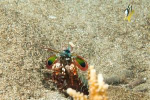 Mantis Lobster defending eggs photo