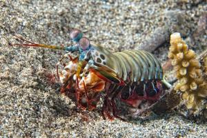 Mantis Lobster defending eggs photo