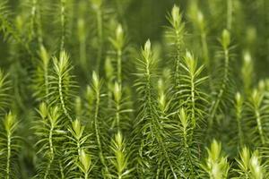 Green moss macro photo