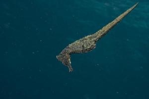 Black sea horse looking at you in Indonesia photo