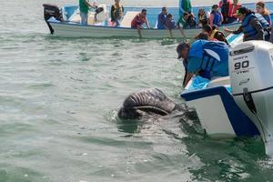 alfredo lopez mateos - mexico - 5 de febrero de 2015 - ballena gris acercándose a un barco foto