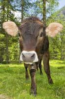 una vaca en el fondo de la montaña foto