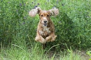 Happy Dog English cocker spaniel while running to you photo