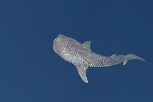Isolated Whale Shark portrait underwater in Papua photo