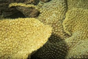 Hard coral macro detail while diving in Indonesia photo