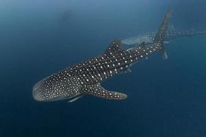 Whale Shark close encounter in west papua cenderawasih bay photo