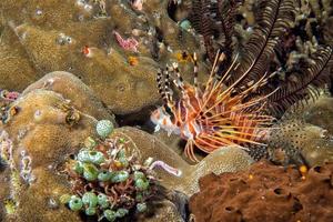 Scorpion Lion fish portrait while diving indonesia photo