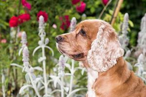 Dog puppy cocker spaniel portrait looking at you photo