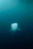 Whale Shark close up underwater portrait photo