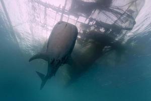 encuentro cercano de tiburón ballena con buzo bajo el agua en papúa foto