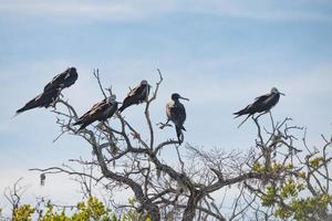 Frigate birds on a tree photo