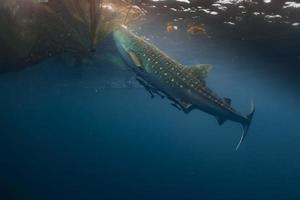 Whale Shark underwater approaching a fishing net photo