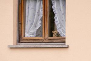 small dog at the window photo