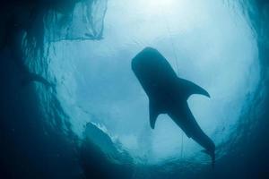 Isolated Whale Shark portrait underwater in Papua photo