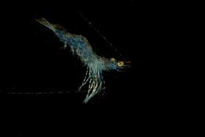shrimp on the black backgorund in Indonesia photo