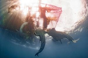 Whale Shark under fishermen platform in Papua photo