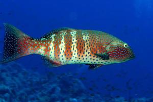 An isolated colorful grouper in the blue background photo