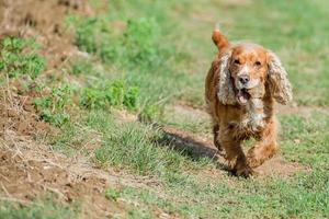 Happy Dog English cocker spaniel while running to you photo